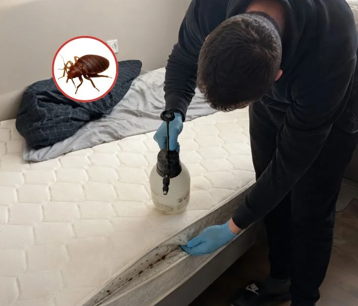 Technicien traitant un matelas contre les punaises de lit à Combs-la-Ville